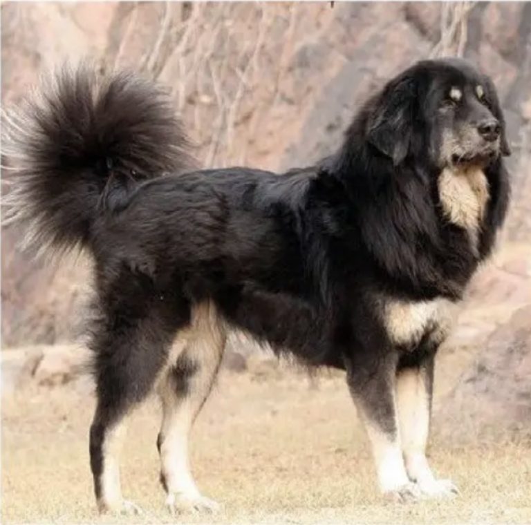 15-most-popular-dog-breeds-in-nepal-2023